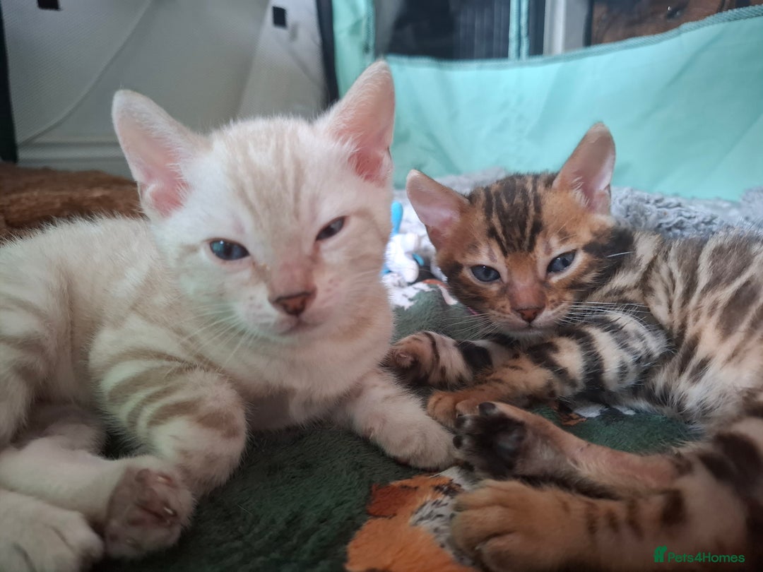 Bengal cats for sale: STUNNING PEDIGREE BENGAL KITTENS  - Image 6