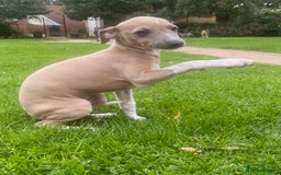 Mixed Breed dogs for sale: 2 beautiful Italian greyhounds  - Image 4