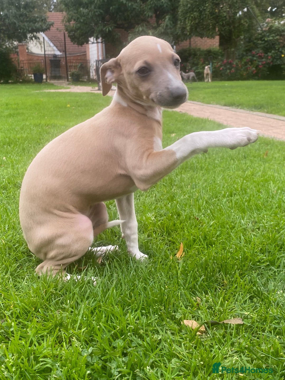 Mixed Breed dogs for sale: 2 beautiful Italian greyhounds  - Image 4
