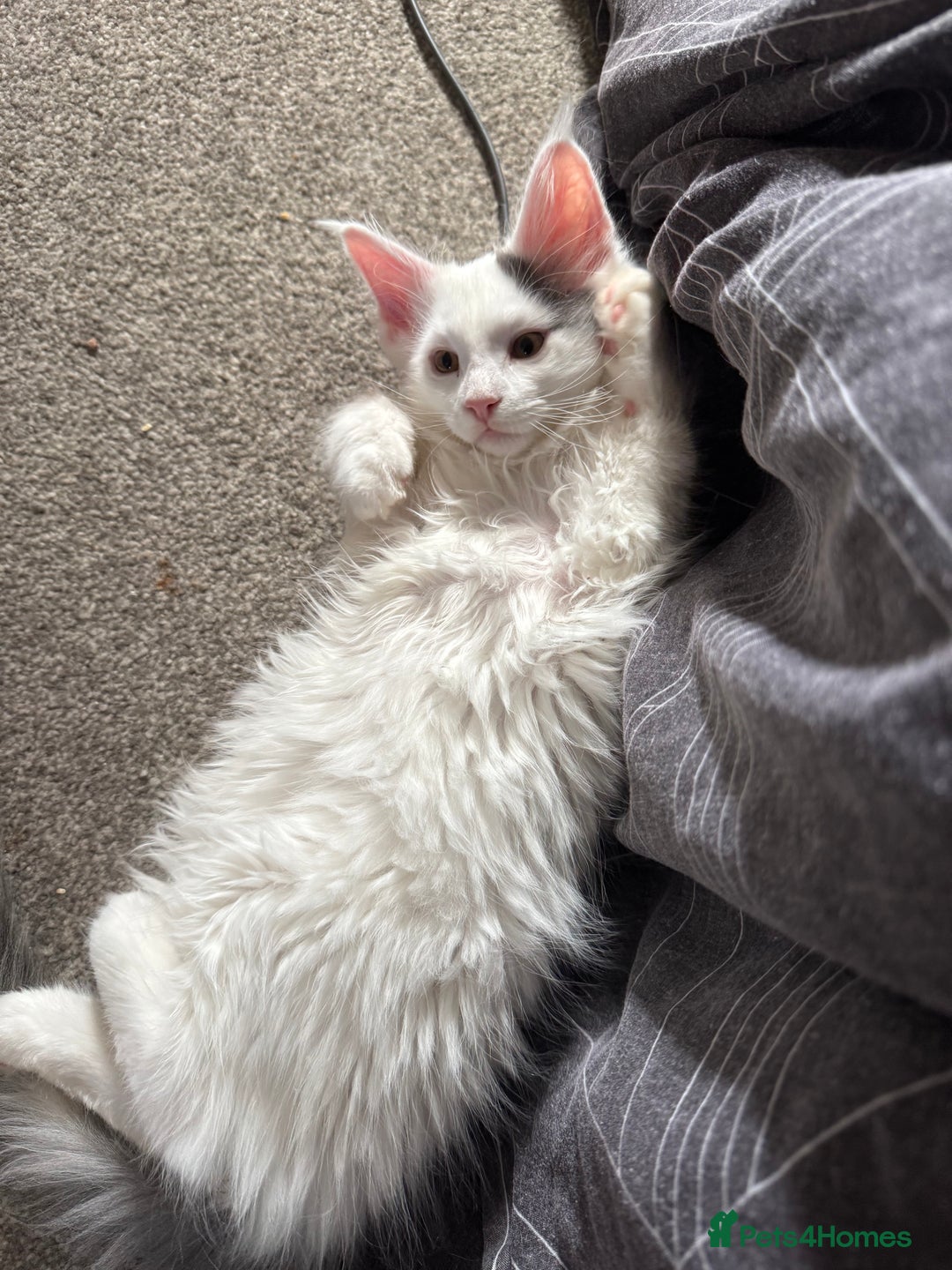 Maine Coon cats for sale: Purebred adorable Maine coon kittens - Image 5