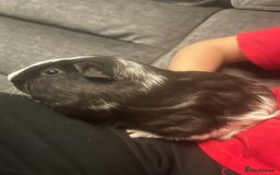 Guinea Pig rodents for sale: Boy guinea pigs  - Image 4