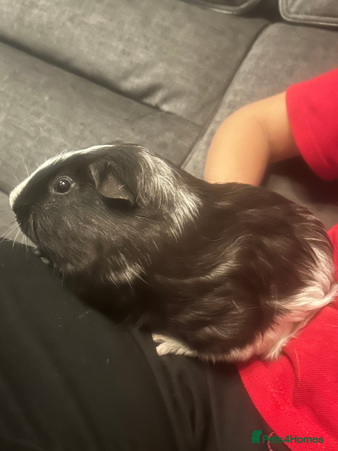 Guinea Pig rodents for sale: Boy guinea pigs  - Image 4