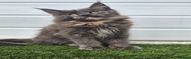 Maine Coon Kitten 3
