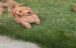 Cavapoochon dogs for sale: Light fox red Cavapoochon puppies - Image 7