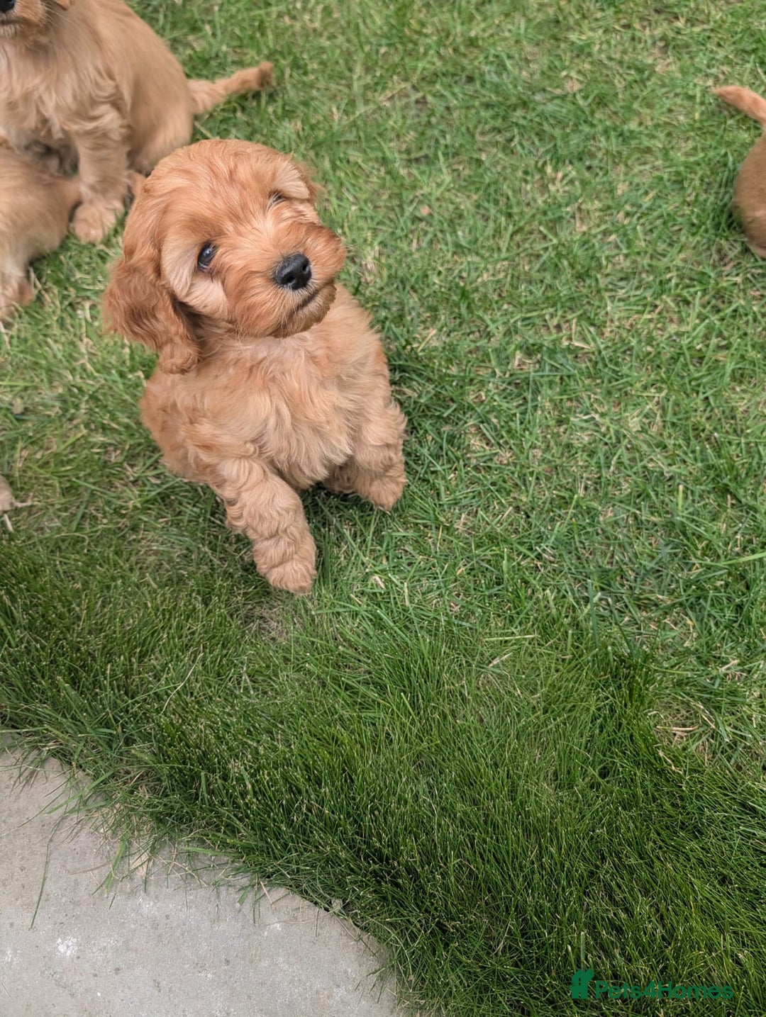 Cavapoochon dogs for sale: Light fox red Cavapoochon puppies - Image 7