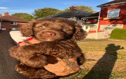 Cockapoo dogs for sale: Mini cockapoo pups  - Image 1