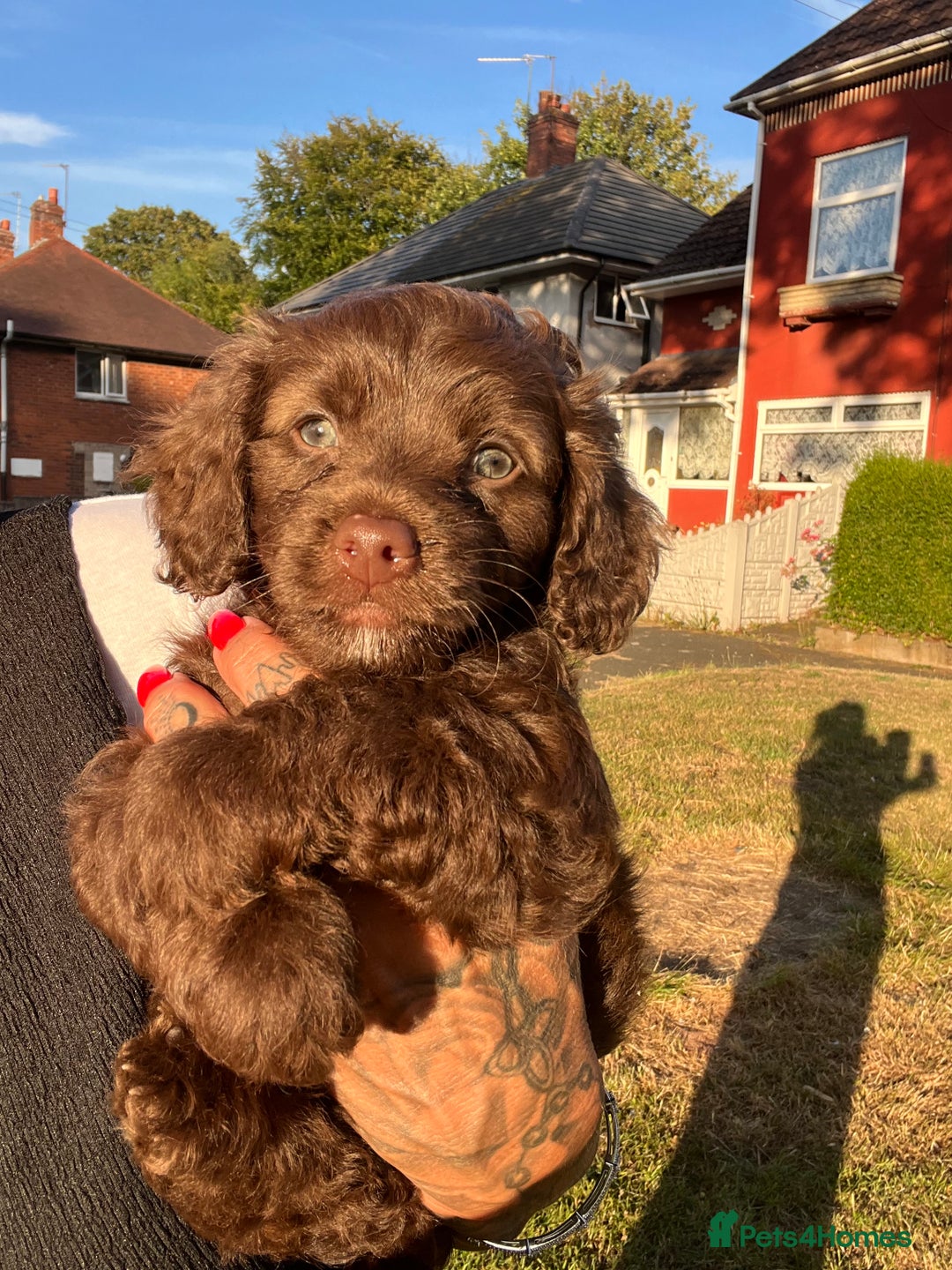 Cockapoo dogs for sale: Mini cockapoo pups  - Image 1