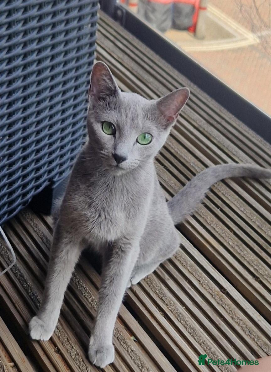 Russian Blue cats Stunning Russian Blue TICA kittens - Advert 13
