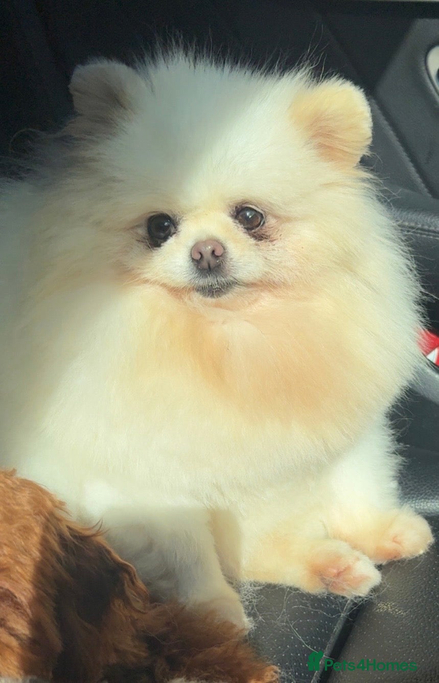 Pomeranian dogs ONLY WHITE GIRL LEFT 💓🎀💞🎀💗💖🎀 - Advert 7