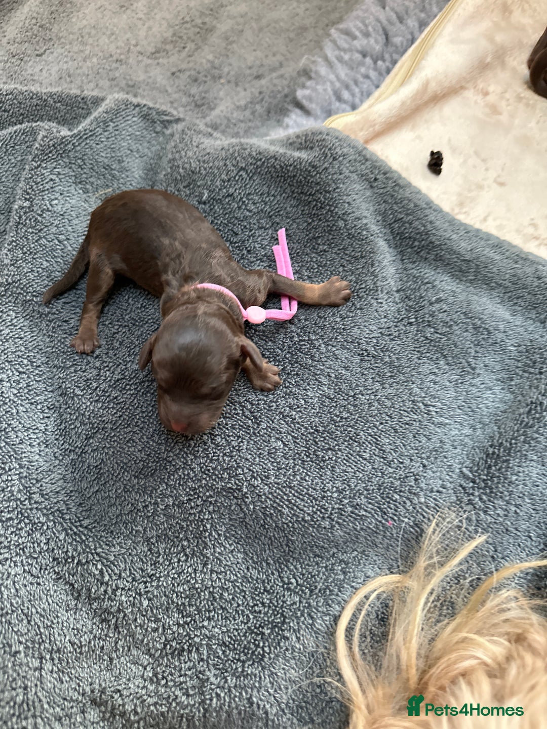 Cockapoo dogs for sale: Cockapoo - Advert 4