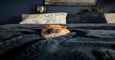 Japanese Shiba Inu dogs Lovely Shiba Inu Puppies, Last One Left - Advert 5