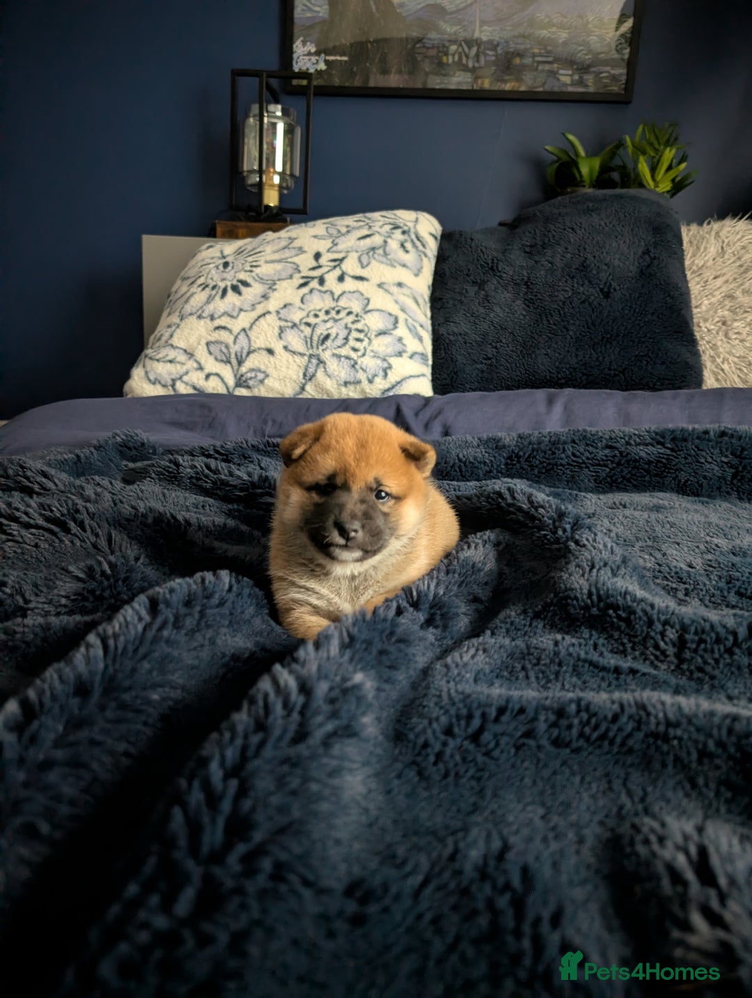 Japanese Shiba Inu dogs for sale: Lovely Shiba Inu Puppies, Last One Left - Advert 3