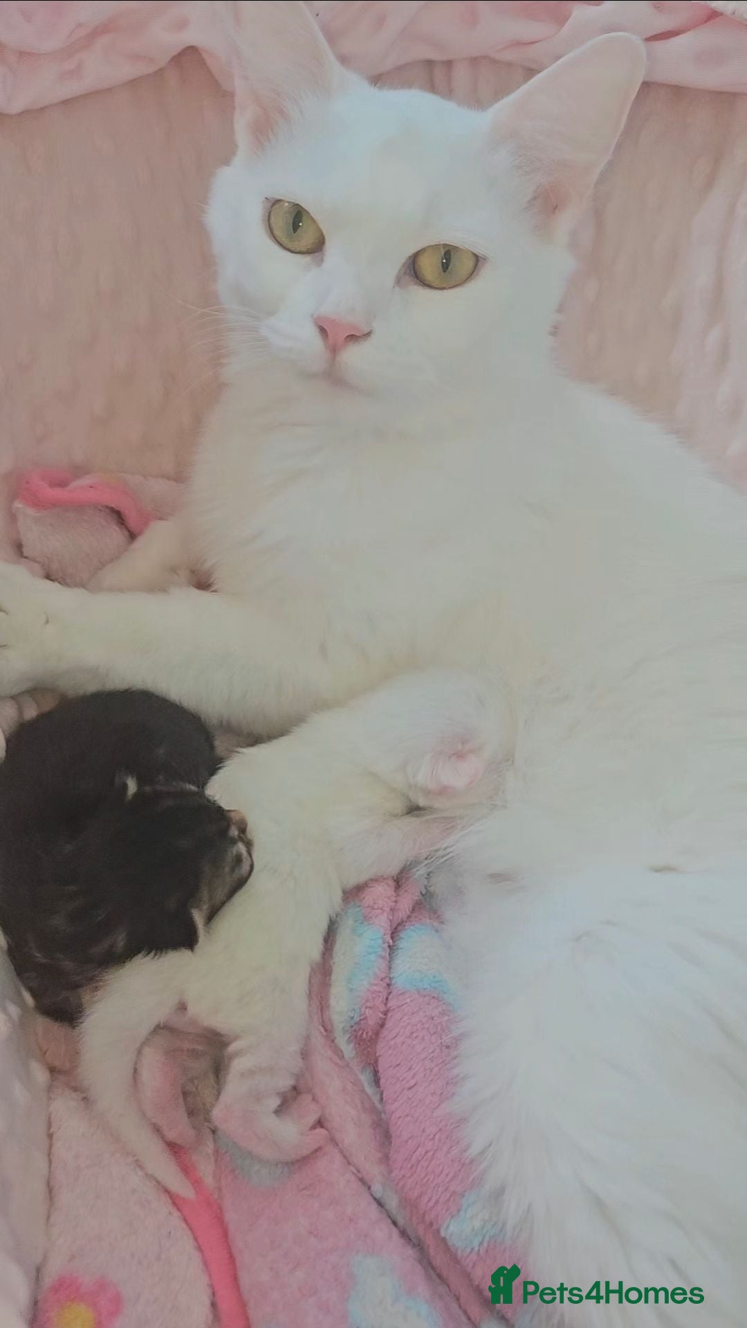 Mixed Breed cats 2 beautiful fluffy kittens for sale  - Advert 5