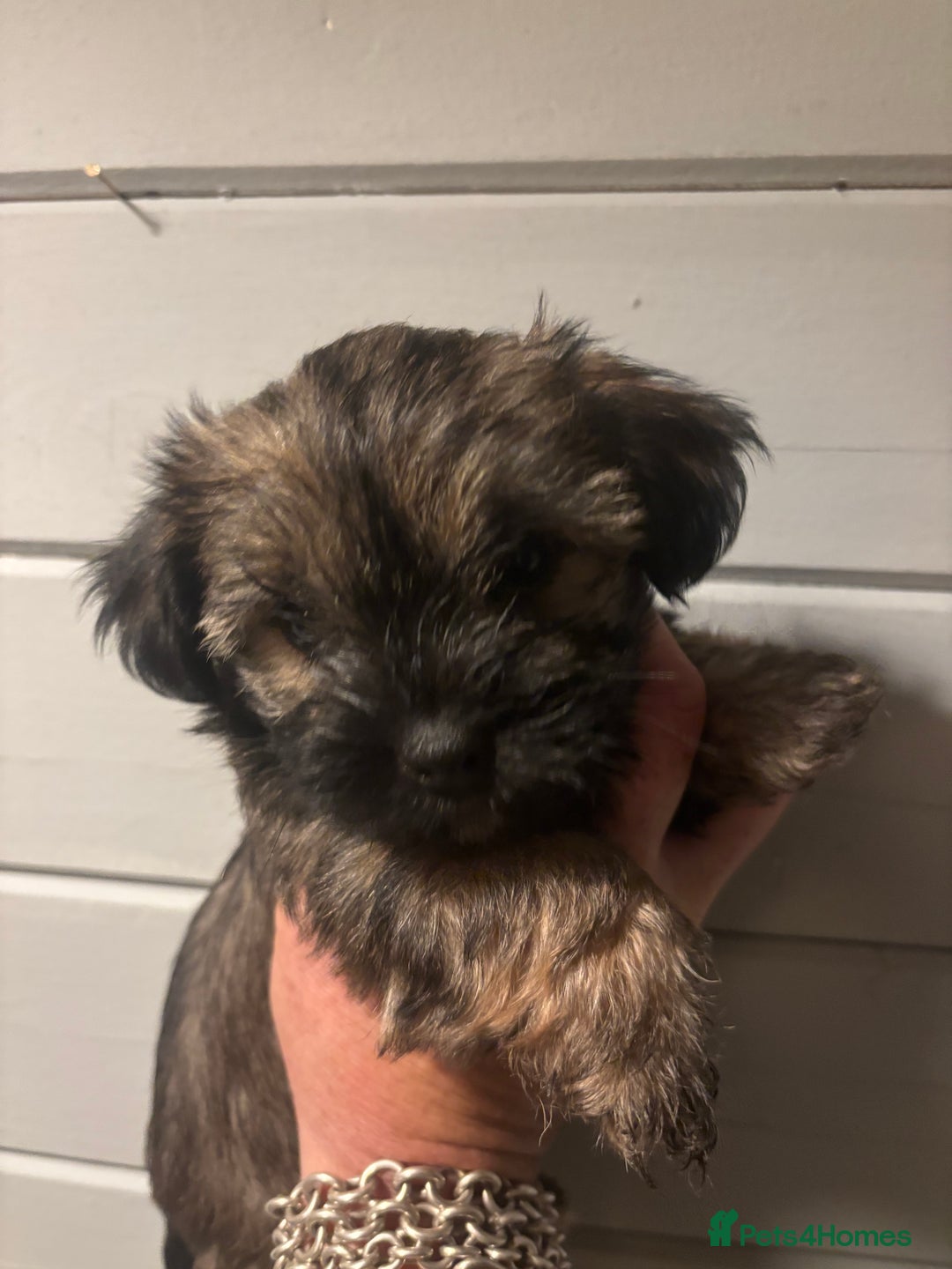 Mixed Breed dogs for sale: Gorgeous little teddy bear  - Advert 2