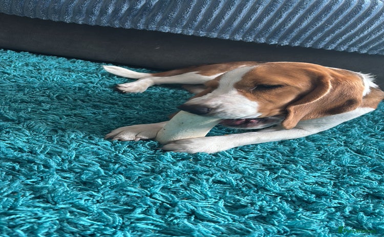 Beagle dogs 9 month beagle  - Advert 1