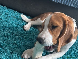 Beagle dogs for sale: 9 month beagle - Advert 1
