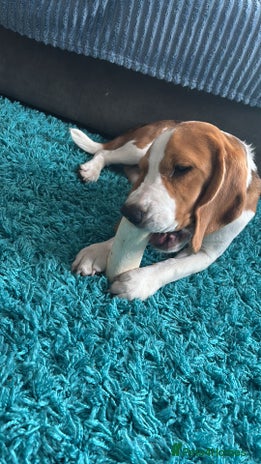 Beagle dogs 9 month beagle - Advert 1