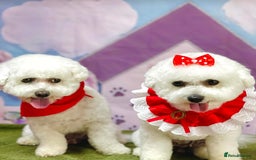 Bichon Frise dogs for stud: Bichon Frise for stud in Corby - Image 4
