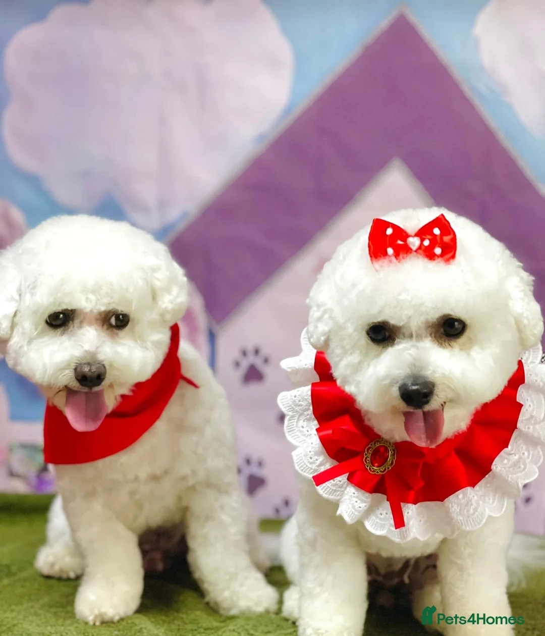 Bichon Frise dogs for stud: Bichon Frise for stud in Corby - Advert 4