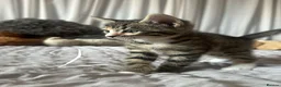 Mixed Breed cats for sale: Beautiful Bengal Cross Kittens - Advert 16