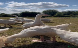 Geese poultry for sale: Female Embden Geese  - Image 1