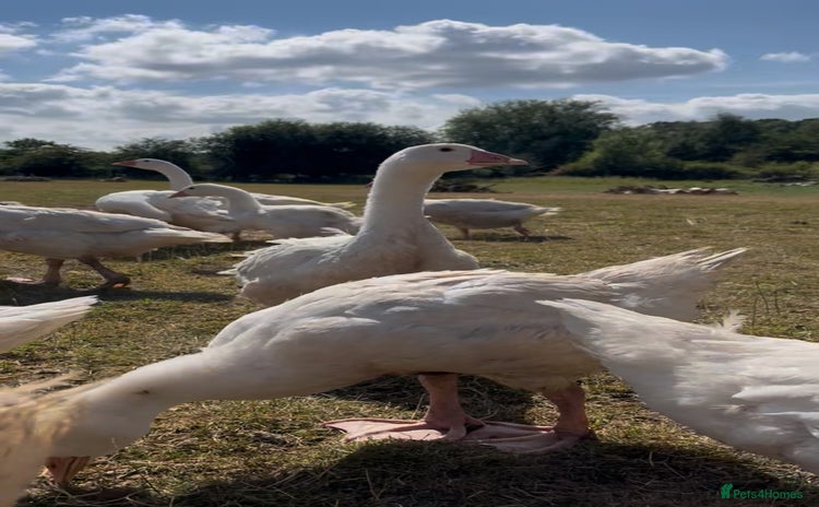 Geese poultry - Advert 1