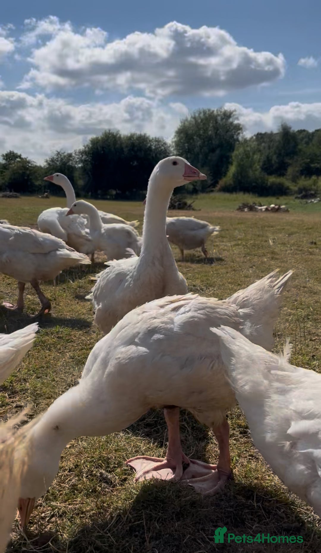 Geese poultry for sale: Female Embden Geese  - Image 1