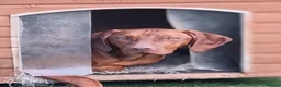 Hungarian Vizsla dogs for sale: Beautiful KC Registered Hungarian Vizsla Puppies  - Advert 16