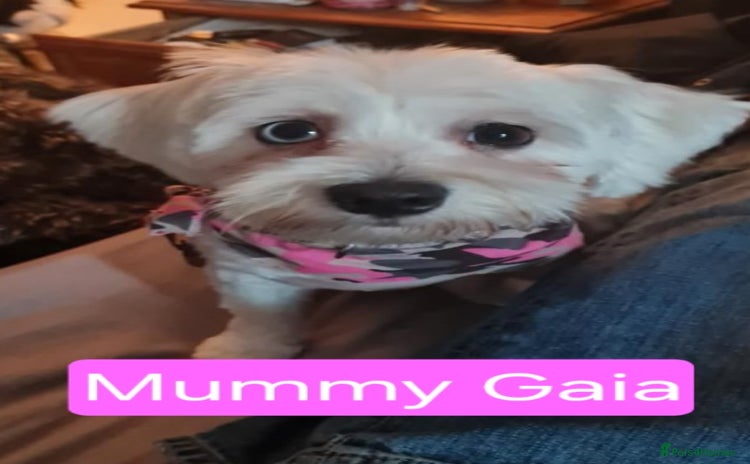 Maltese dogs - Advert 1