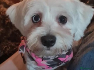 Maltese dogs - Advert 1