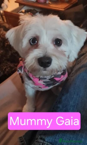 Maltese dogs - Advert 1