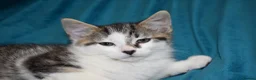 Mixed Breed cats for sale: 6 Gorgeous kittens for sale - Advert 38