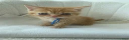 British Shorthair cats for sale: British shorthair cross ocicat kittens  - Advert 22