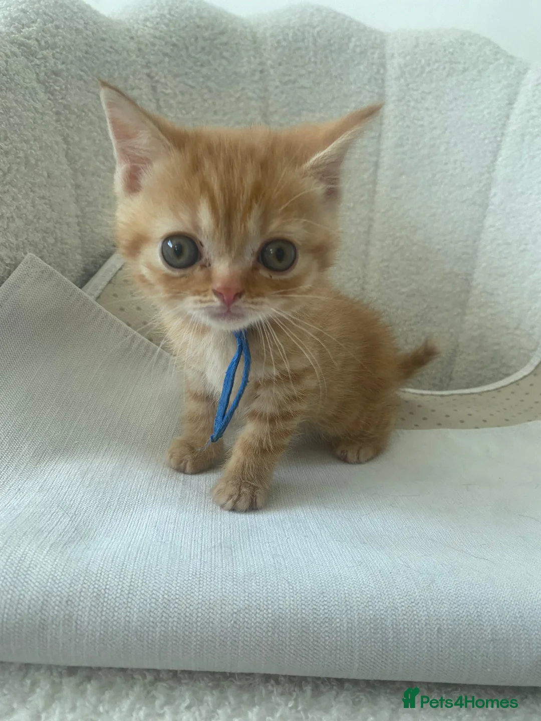 British Shorthair cats for sale: British shorthair cross ocicat kittens  - Advert 22