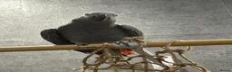 Parrots birds for sale: Beautiful tame female African grey - Advert 2