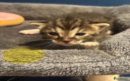 Bengal cats for sale: Queen boo 💕❤️ - Image 8