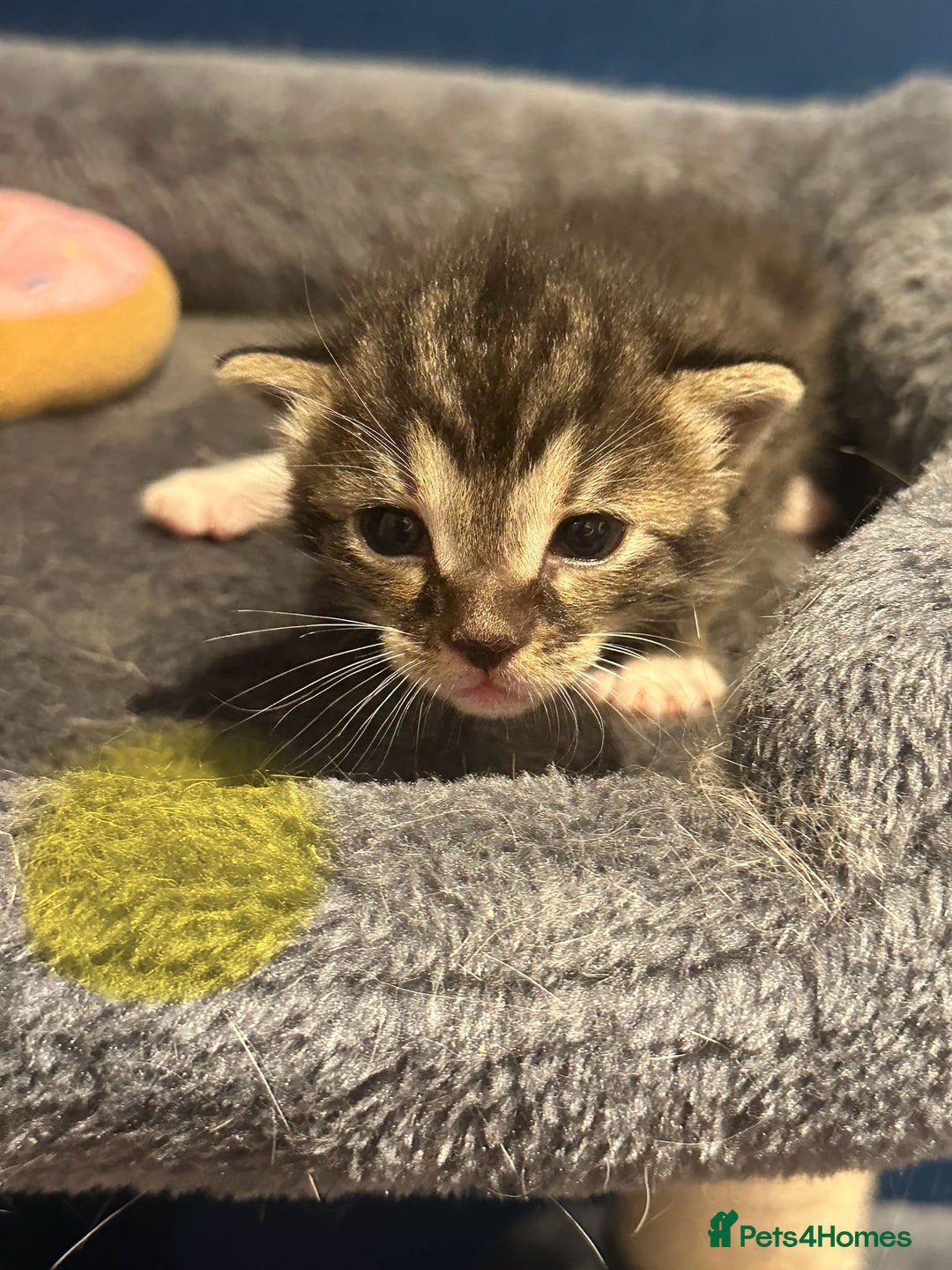 Bengal cats for sale: Queen boo 💕❤️ - Image 8