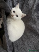 British Shorthair cats - Advert 7