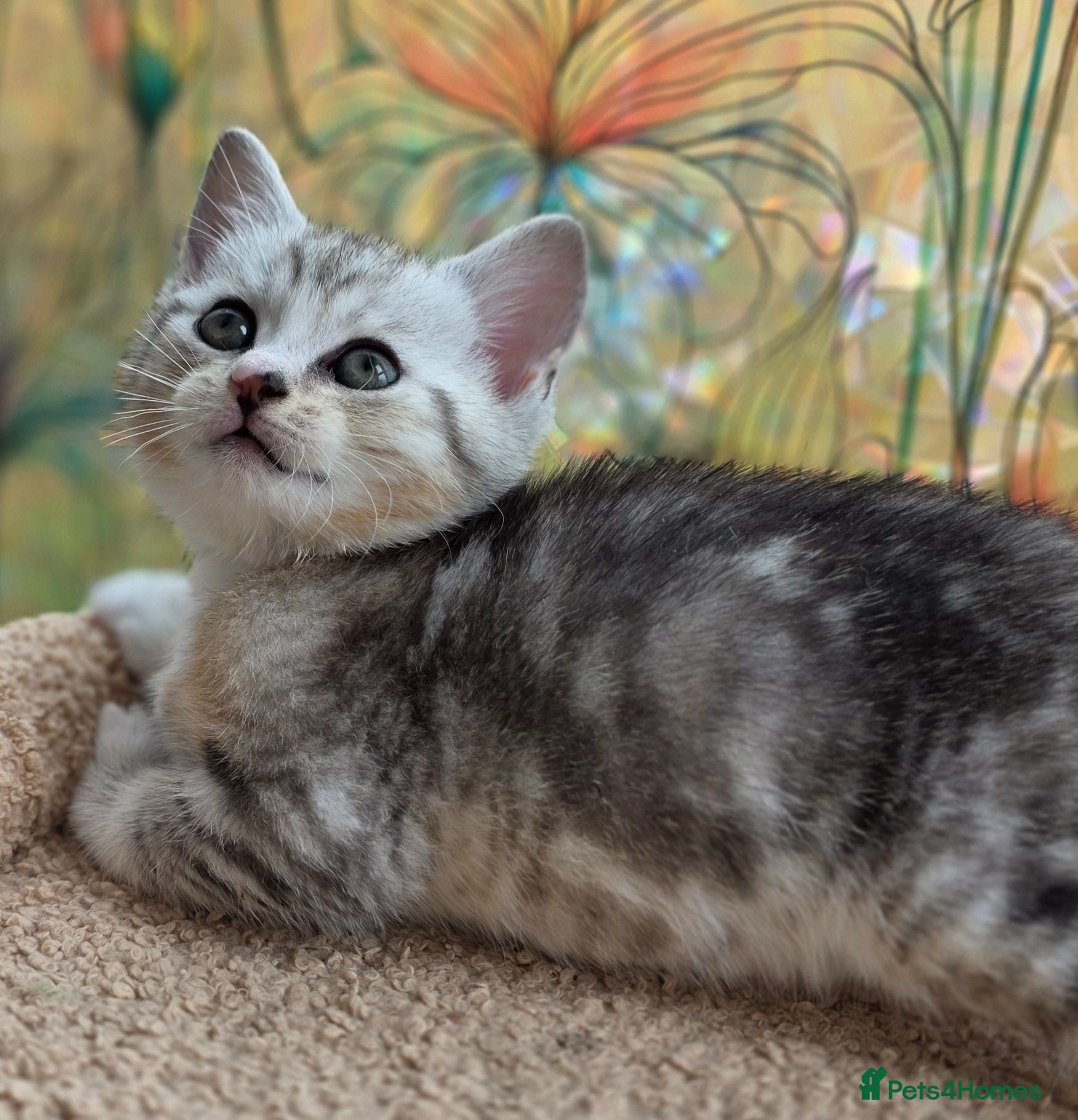 British Shorthair cats Gorgeous British Shorthair Cross kittens - Advert 1