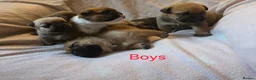 Mixed Breed dogs for sale: English Bull Chows in Basildon - Advert 5