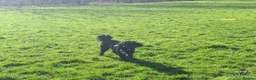 Cockapoo dogs for sale: Bella  in Motherwell - Advert 3