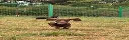 Miniature Dachshund dogs for sale: Miniature Dachshund for Rehome - Advert 8