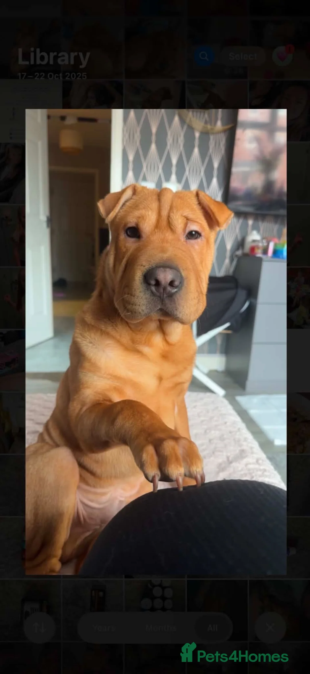 Mixed Breed dogs for sale: Bear staffy x Shar pai - Advert 10