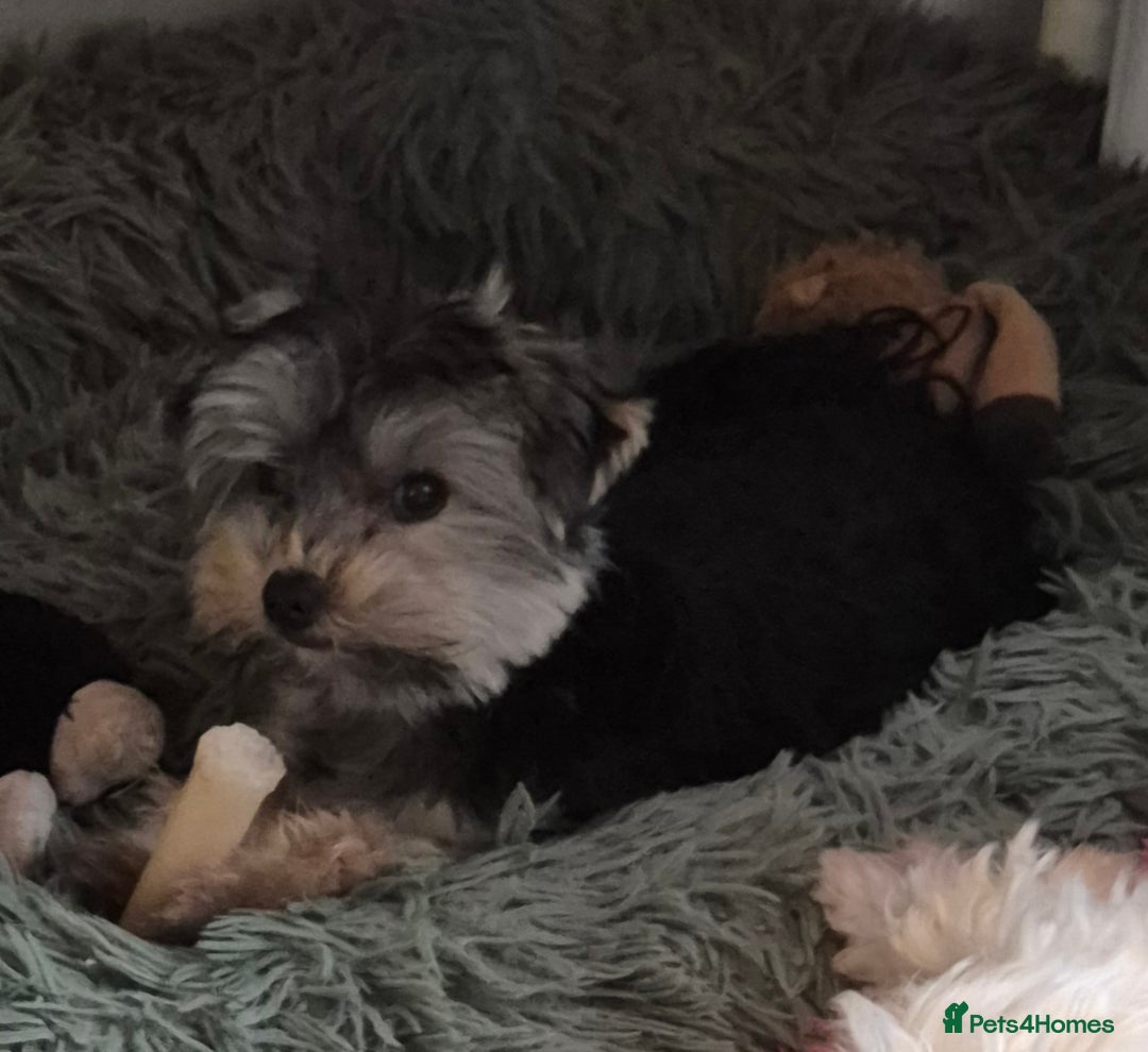 Yorkshire Terrier dogs for sale: Yorkshire terrier  - Advert 2