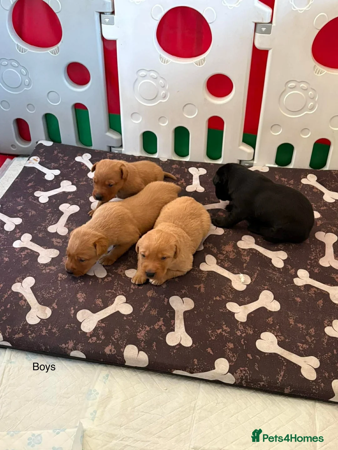 Labrador Retriever dogs for sale: KC Registered Labrador Puppies  - Advert 1