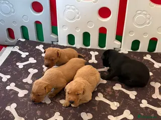 Labrador Retriever dogs KC Registered Labrador Puppies - Advert 2