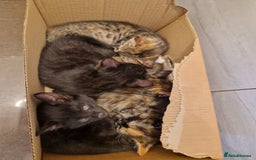 Mixed Breed cats for sale: Adorable Kittens Ready for Their New Homes! 🐾 - Image 10