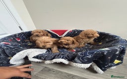 Cockapoo dogs for sale: 9 weeks old Cockapoo puppies  - Image 4
