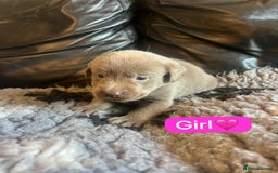 Labrador Retriever dogs for sale: Kc registered silver labs, health tested parents - Image 4