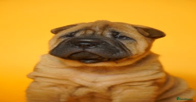 Shar Pei dogs - Advert 2